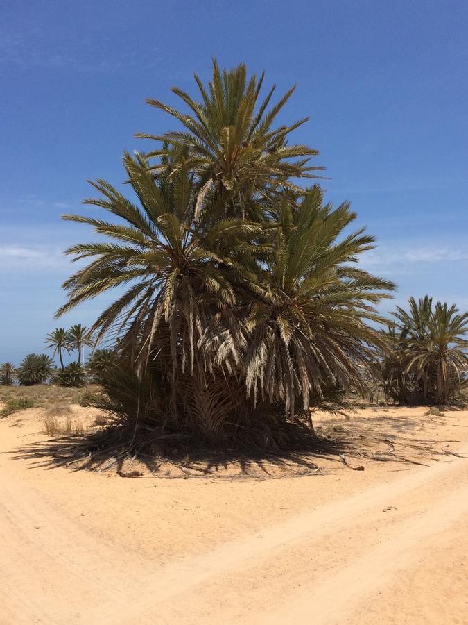 Dar Jasmin Djerba Bed and Breakfast Temlale Eksteriør billede